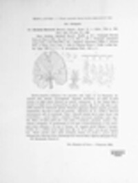 Entyloma arnaudianum image